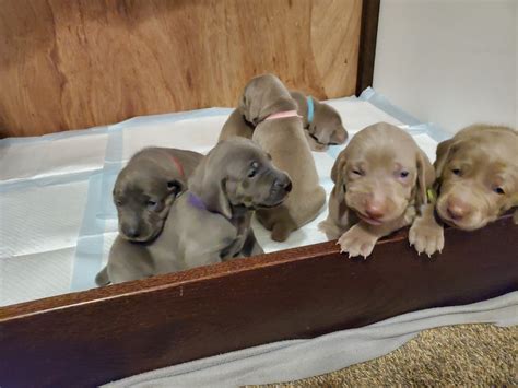 New! AKC PuppyVisor™. . Puppies for sale in brooklyn